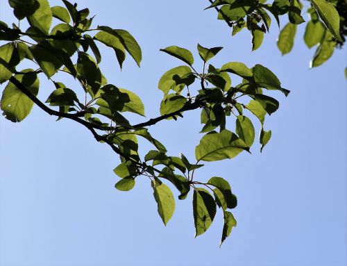 leaf tree branch