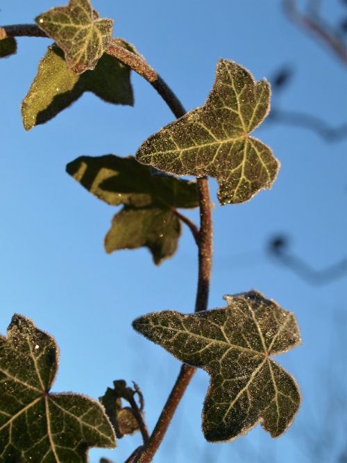 leaf nature flora