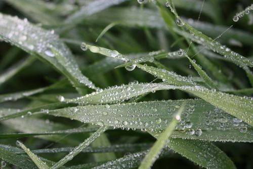 leaf dew plant