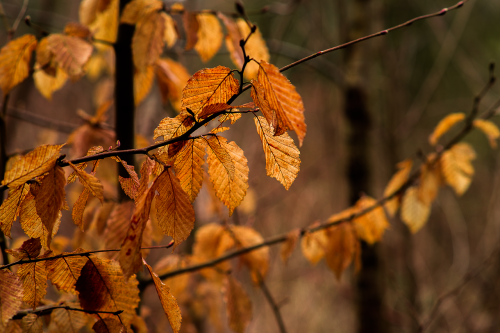 leaf autumn tree