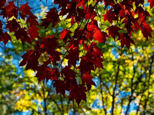 leaf fall season