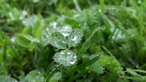 leaf plant nature