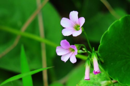 leaf nature plant