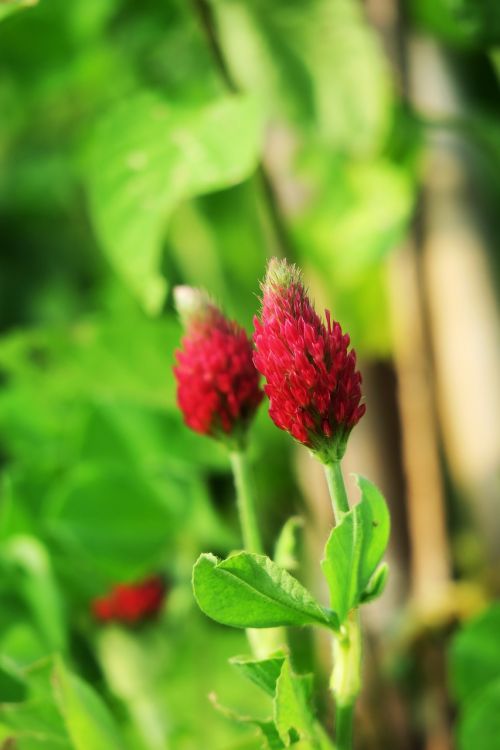 leaf nature plant