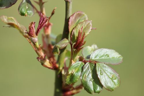 leaf nature flora