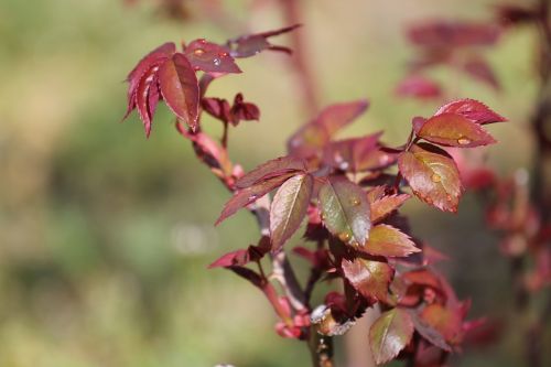 leaf nature outdoors