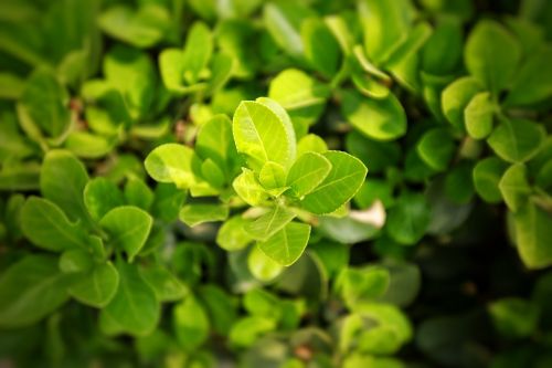 leaf plant nature