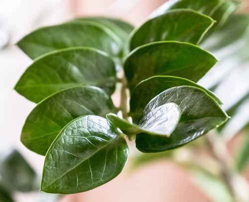 leaf plant nature