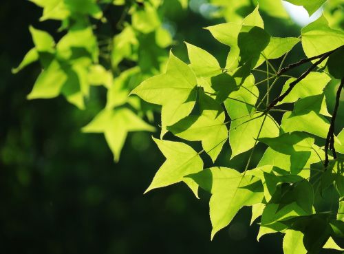 leaf nature plant