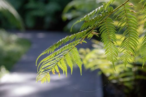 leaf nature flora