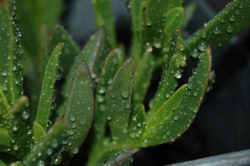 leaf rain dew