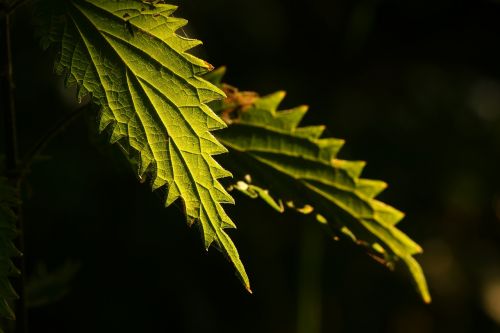 leaf nettle nature