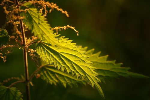 leaf nature flora