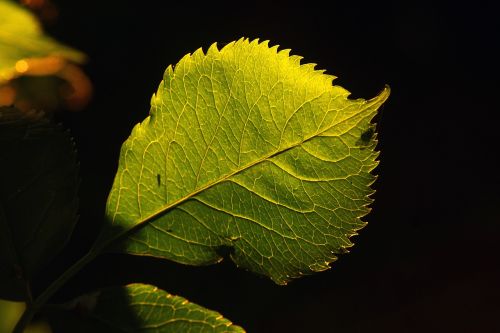 leaf nature flora