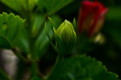 leaf plant nature