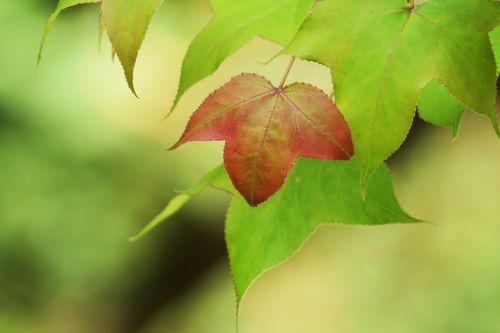 leaf nature plant