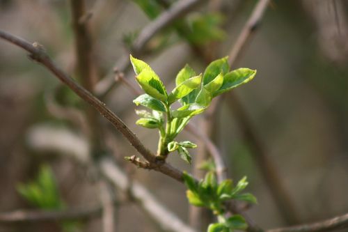 leaf plant tree