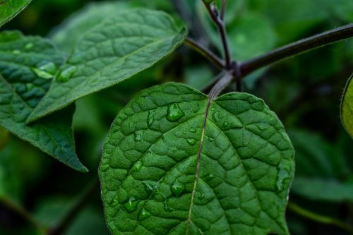 leaf nature plant