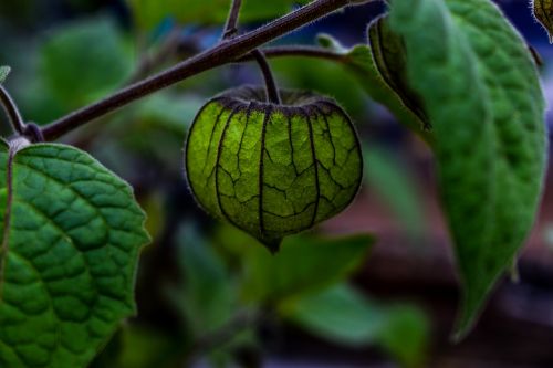 leaf nature food