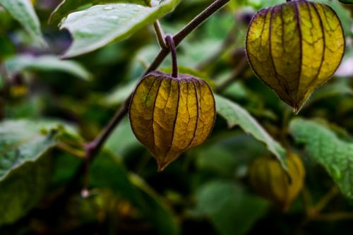 leaf nature fruit