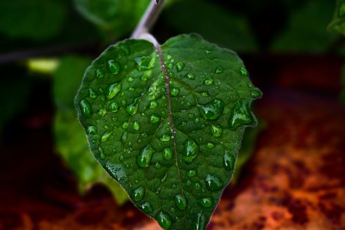 leaf plant