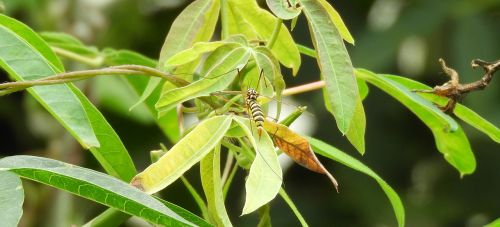 leaf nature plant