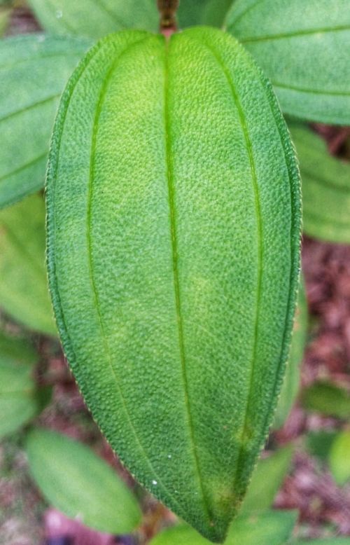 leaf flora nature