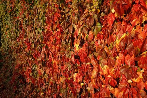 leaf autumn background