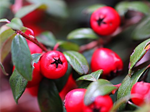 leaf nature berry