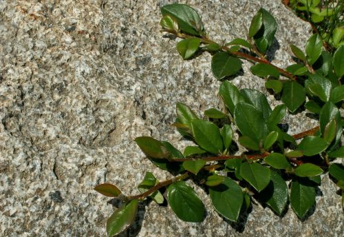 leaf plant nature