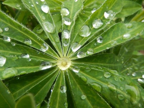 leaf dew drop morning