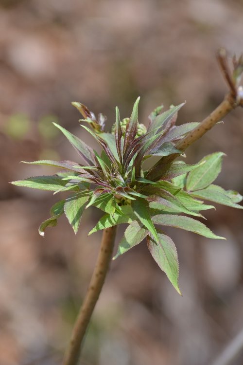 leaf  nature  plant