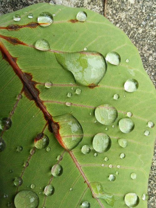 leaf  rain  drop