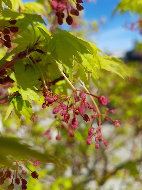 leaf  plant  nature