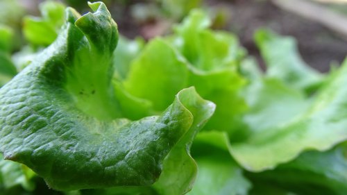 leaf  flora  nature