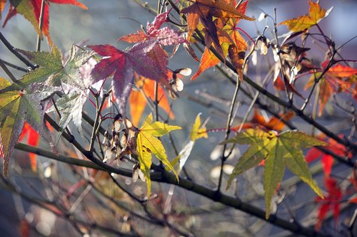 leaf  tree  nature