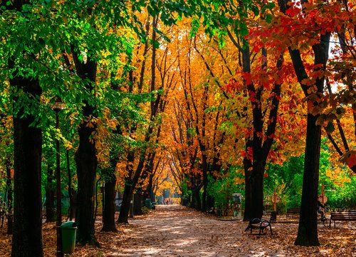 leaf  fall  tree