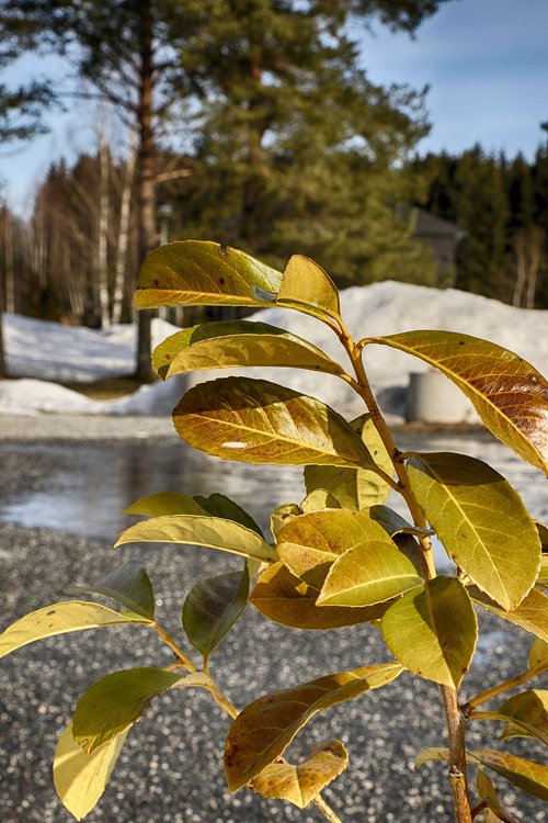 leaf  nature  tree