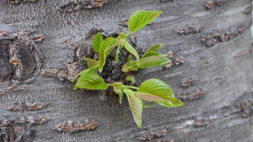 leaf  plants  nature