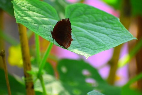 leaf  nature  flora