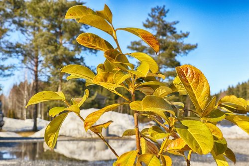 leaf  nature  tree