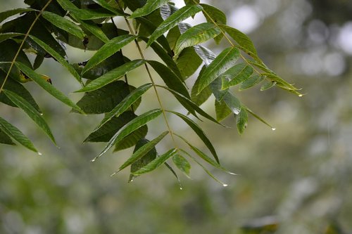 leaf  nature  flora