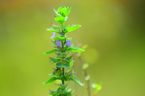 leaf  nature  flora