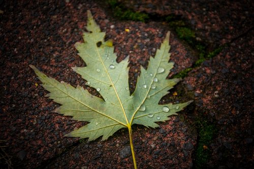 leaf  outdoors  nature