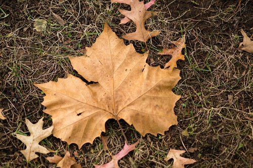 leaf  fall  nature