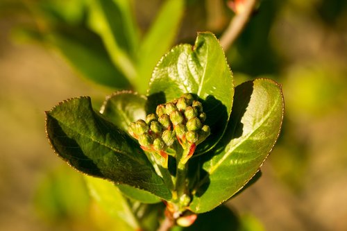 leaf  nature  plant