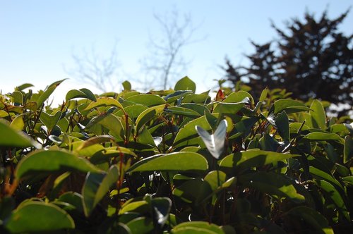 leaf  nature  plant