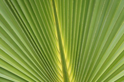 leaf  plant  nature