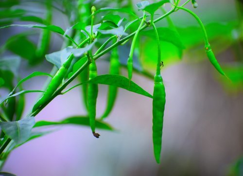 leaf  flora  nature