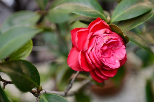 leaf  nature  flower